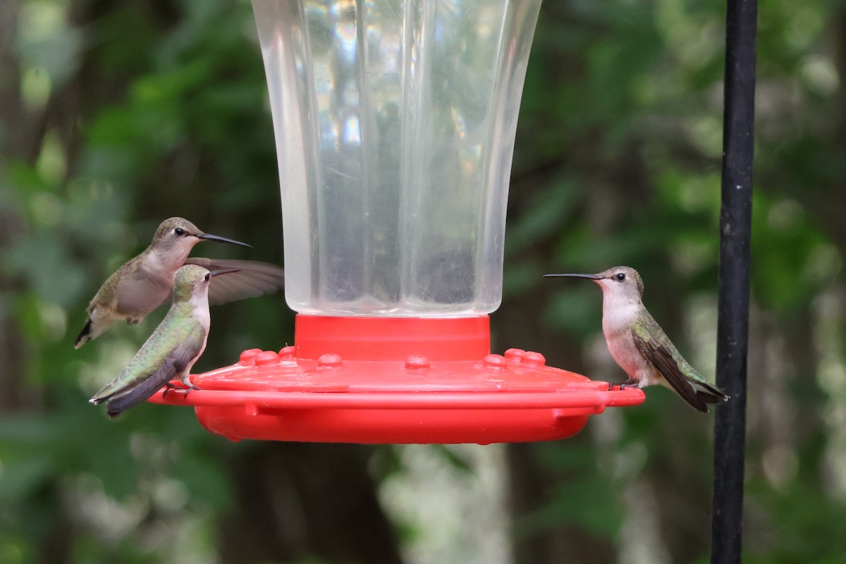 Colibrí Gorjinegro - ML624002253