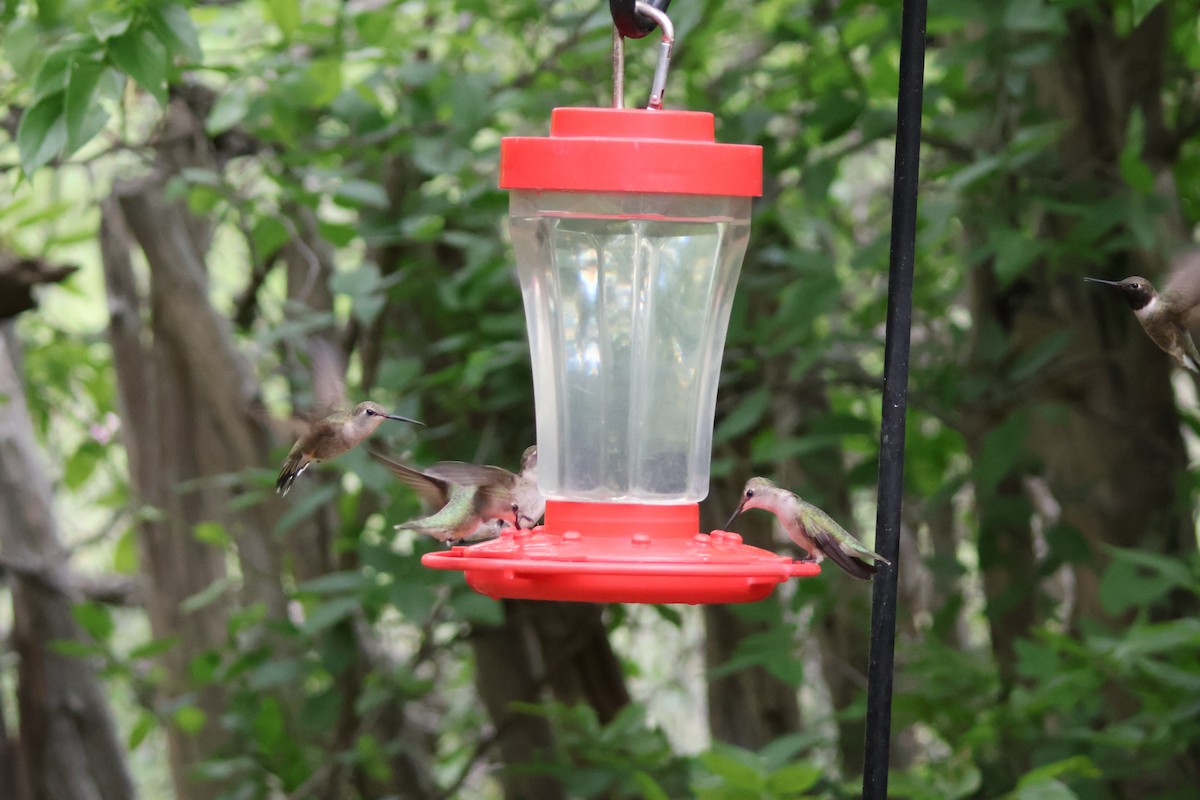 Colibrí Gorjinegro - ML624002254