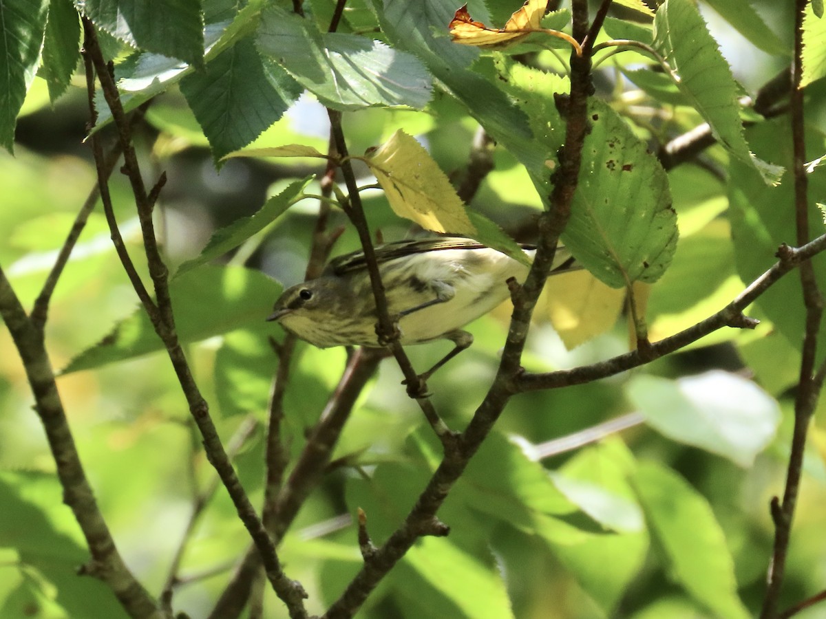 Cape May Warbler - ML624002258