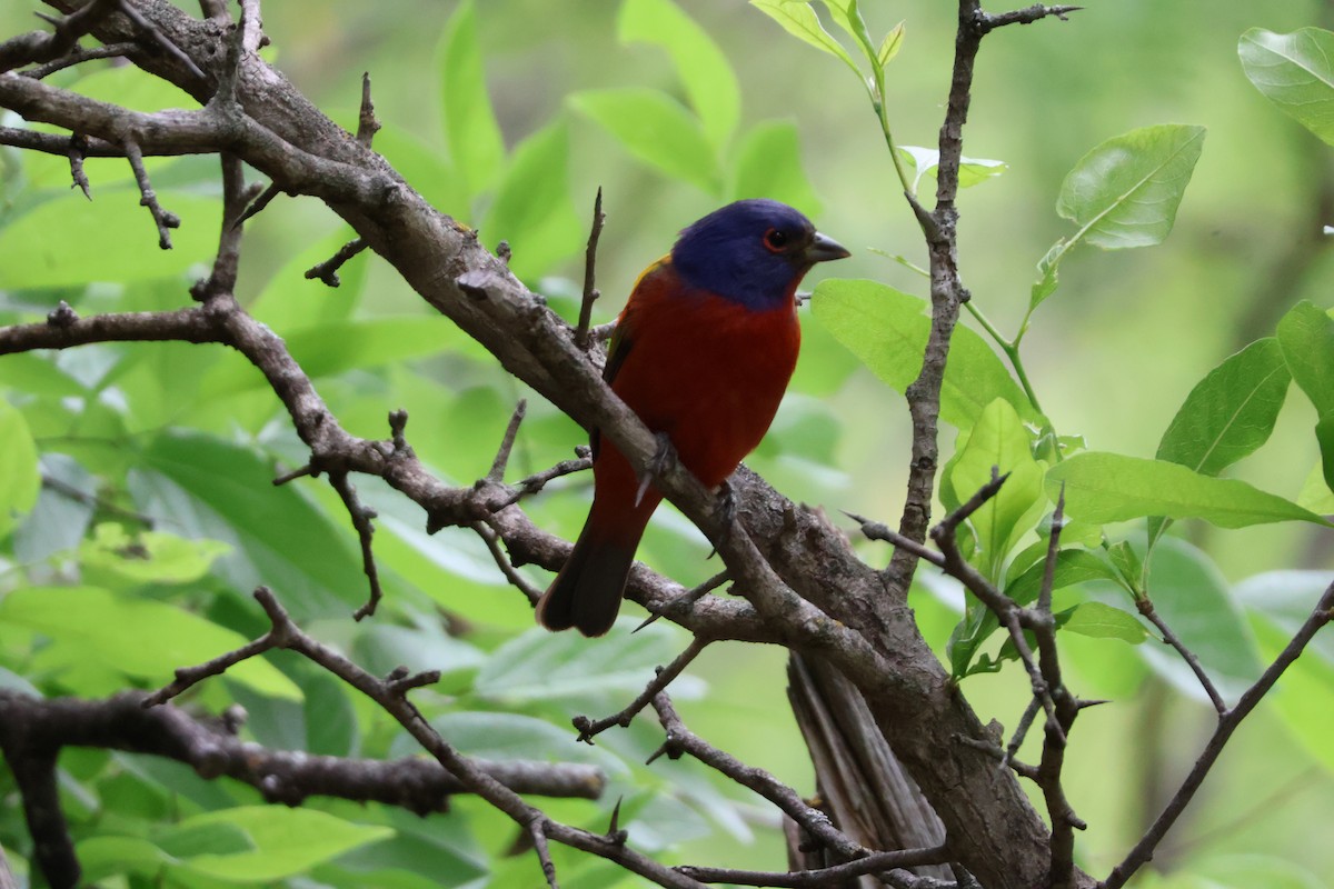 Painted Bunting - ML624002259