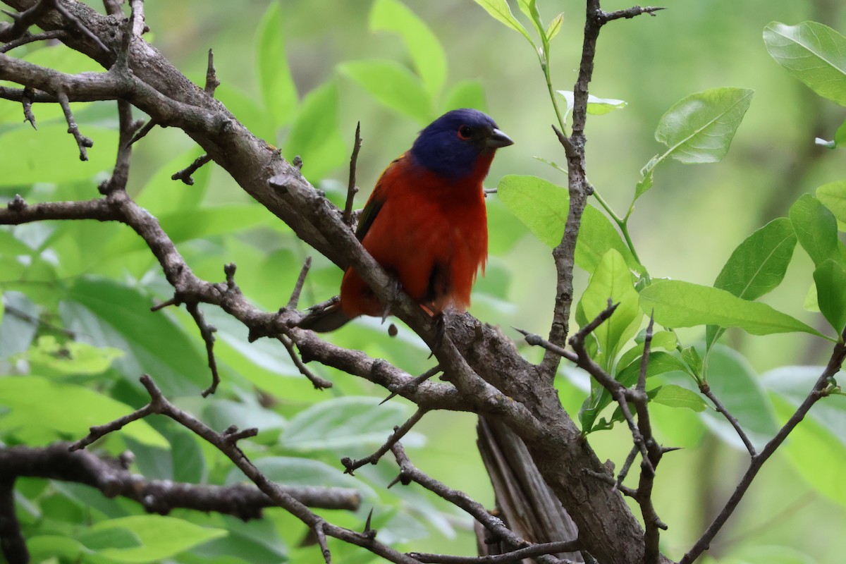 Painted Bunting - ML624002261