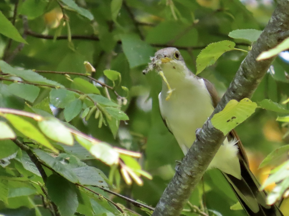 Yellow-billed Cuckoo - ML624002264