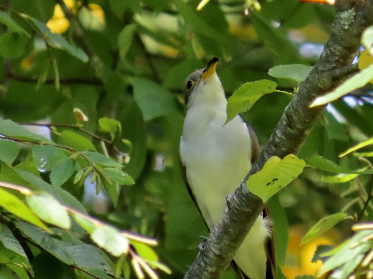 Yellow-billed Cuckoo - ML624002277