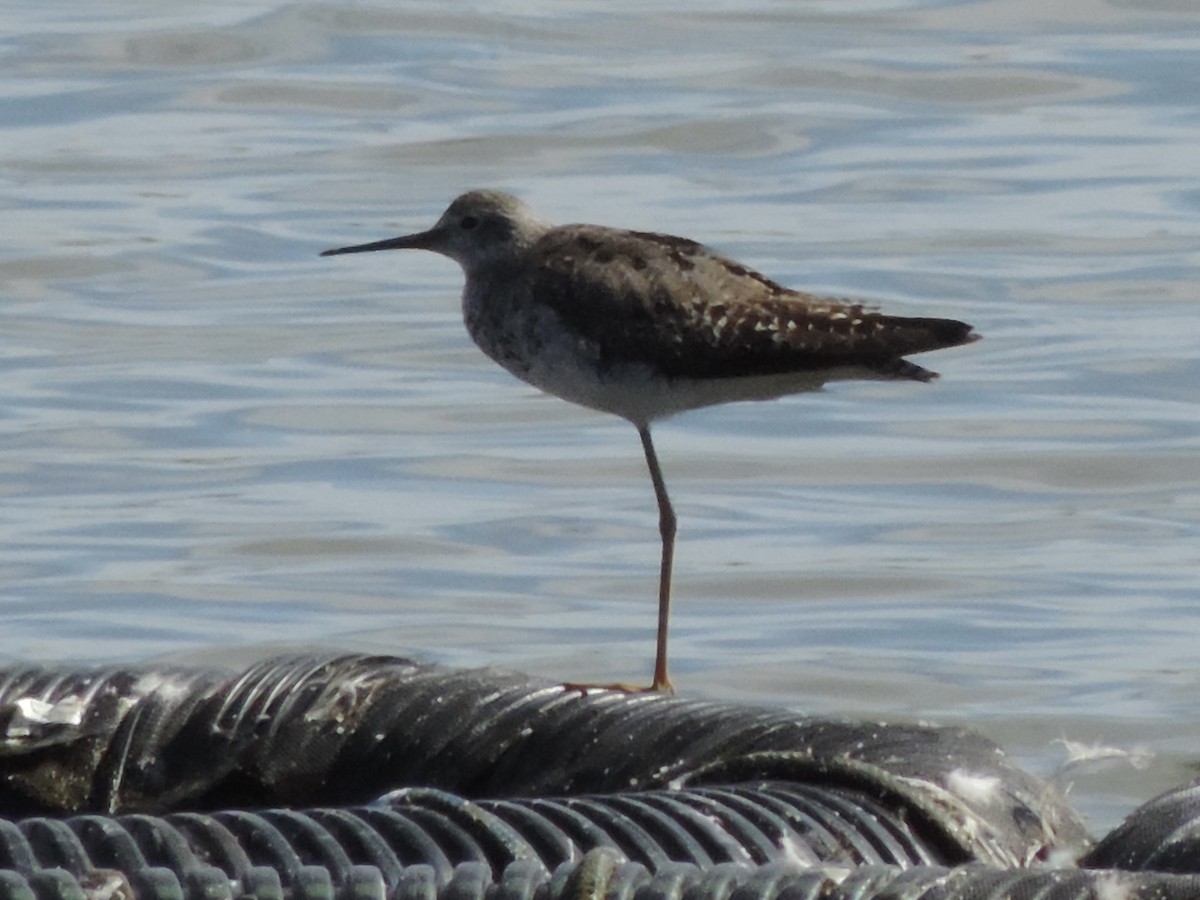 Lesser Yellowlegs - ML624002294