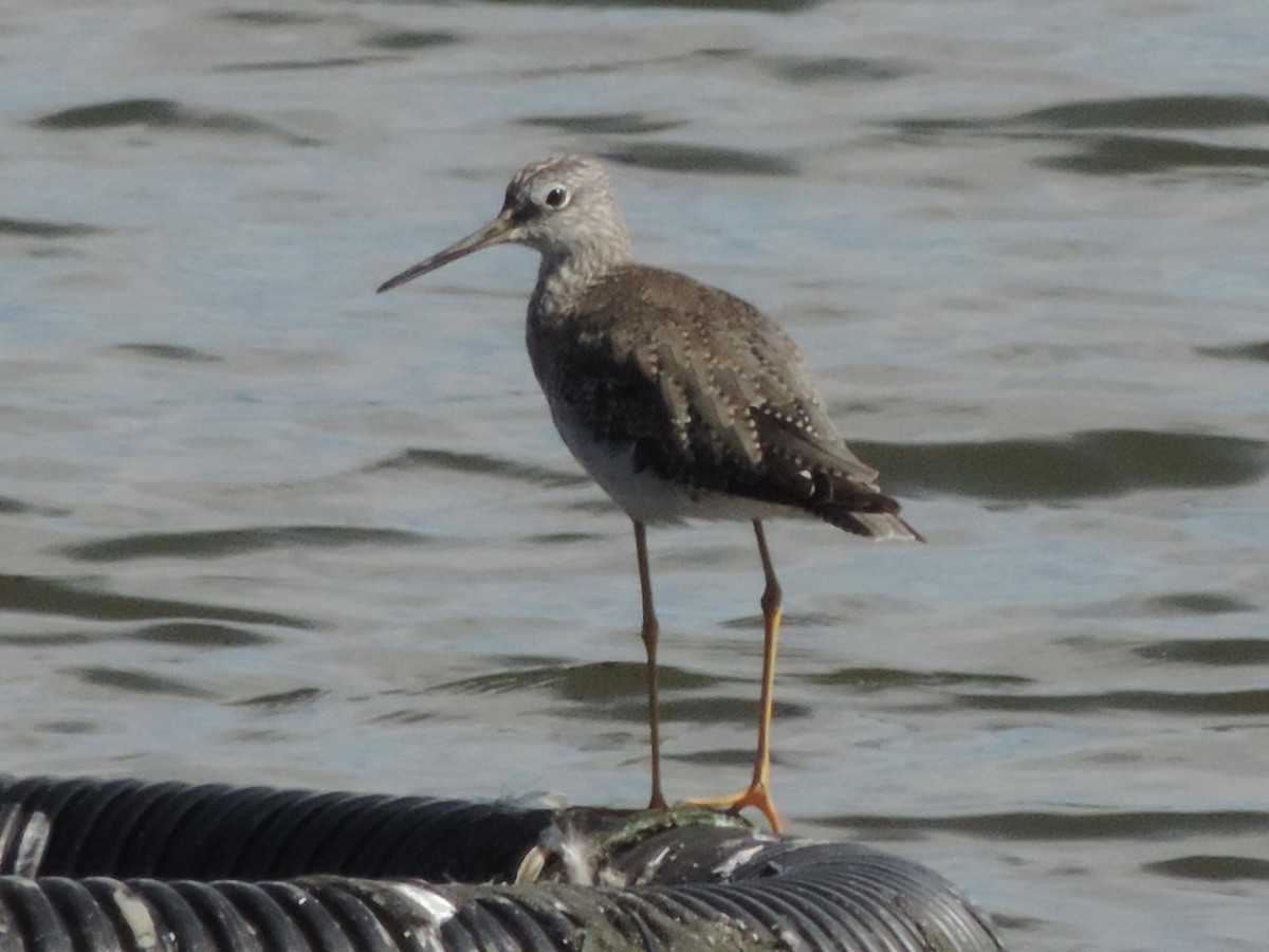 Greater Yellowlegs - ML624002297