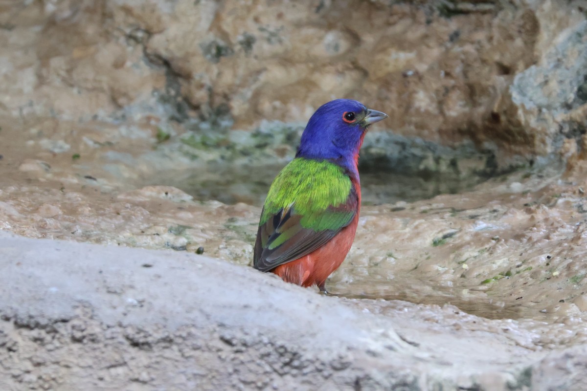 Painted Bunting - ML624002300