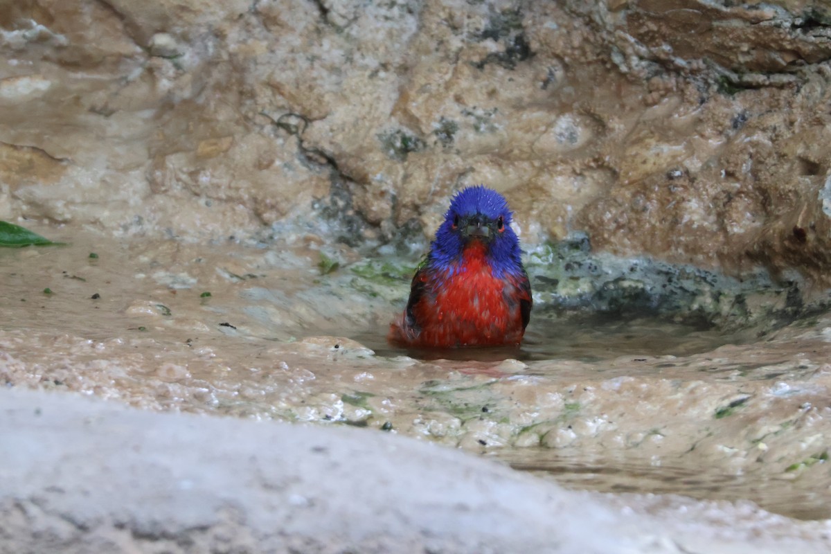 Painted Bunting - ML624002301