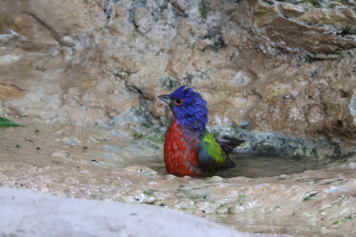 Painted Bunting - ML624002302