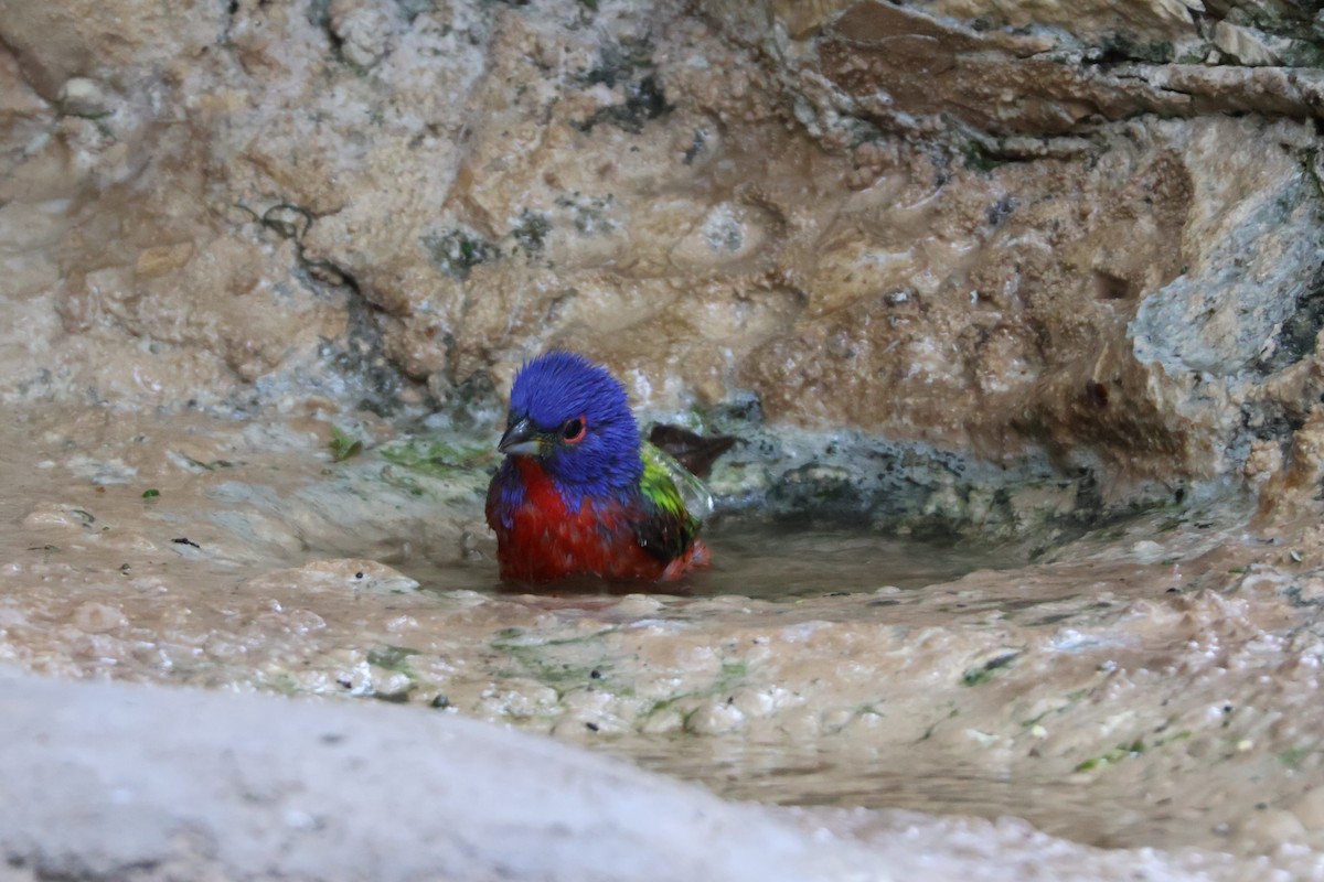 Painted Bunting - ML624002304