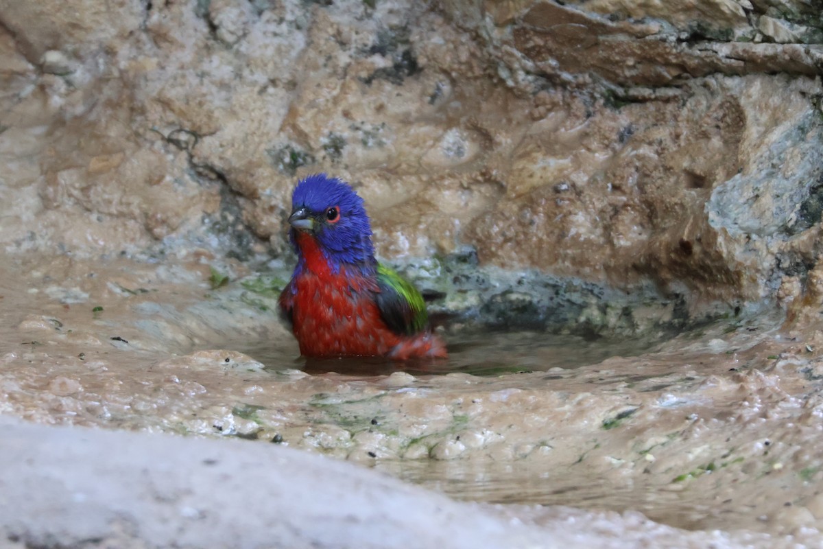 Painted Bunting - ML624002305