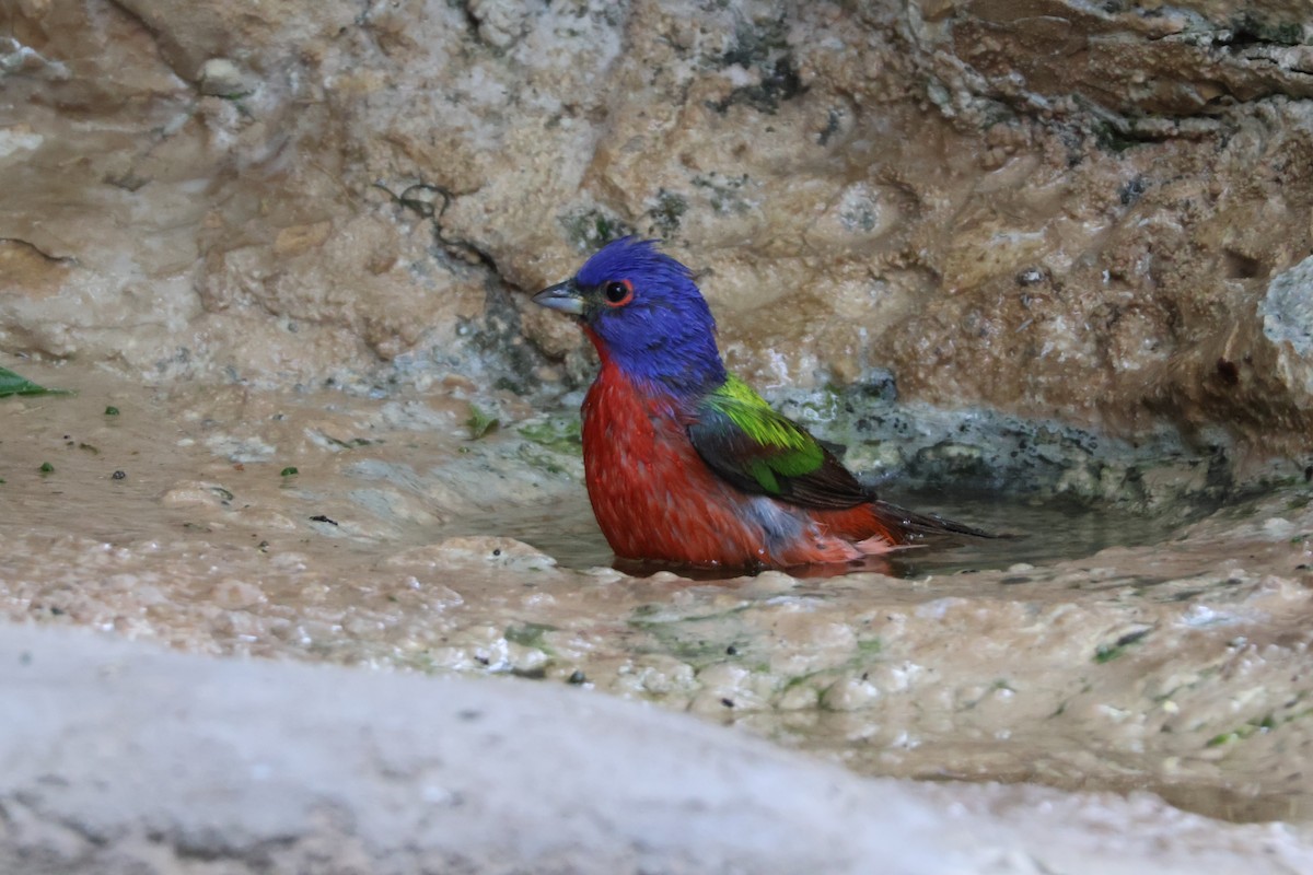 Painted Bunting - ML624002308