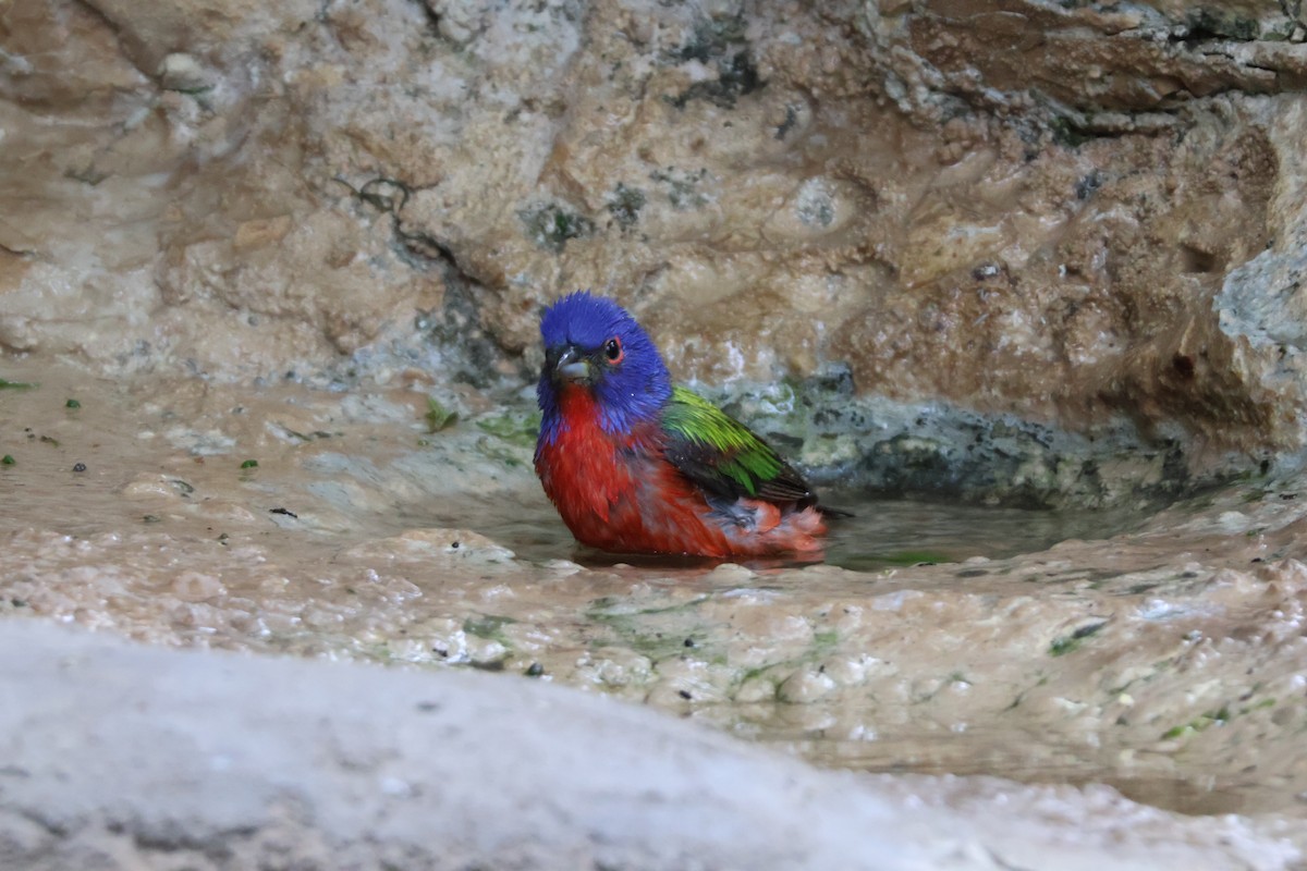 Painted Bunting - ML624002309