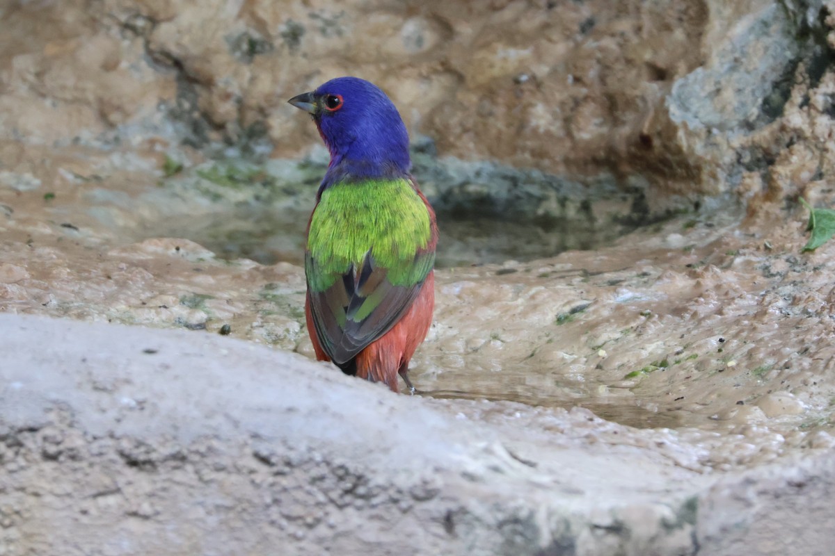 Painted Bunting - ML624002311