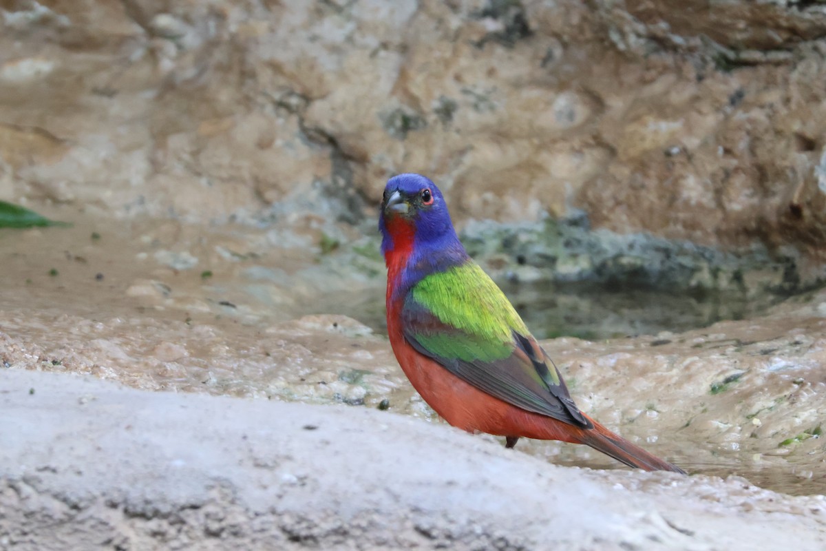 Painted Bunting - ML624002314