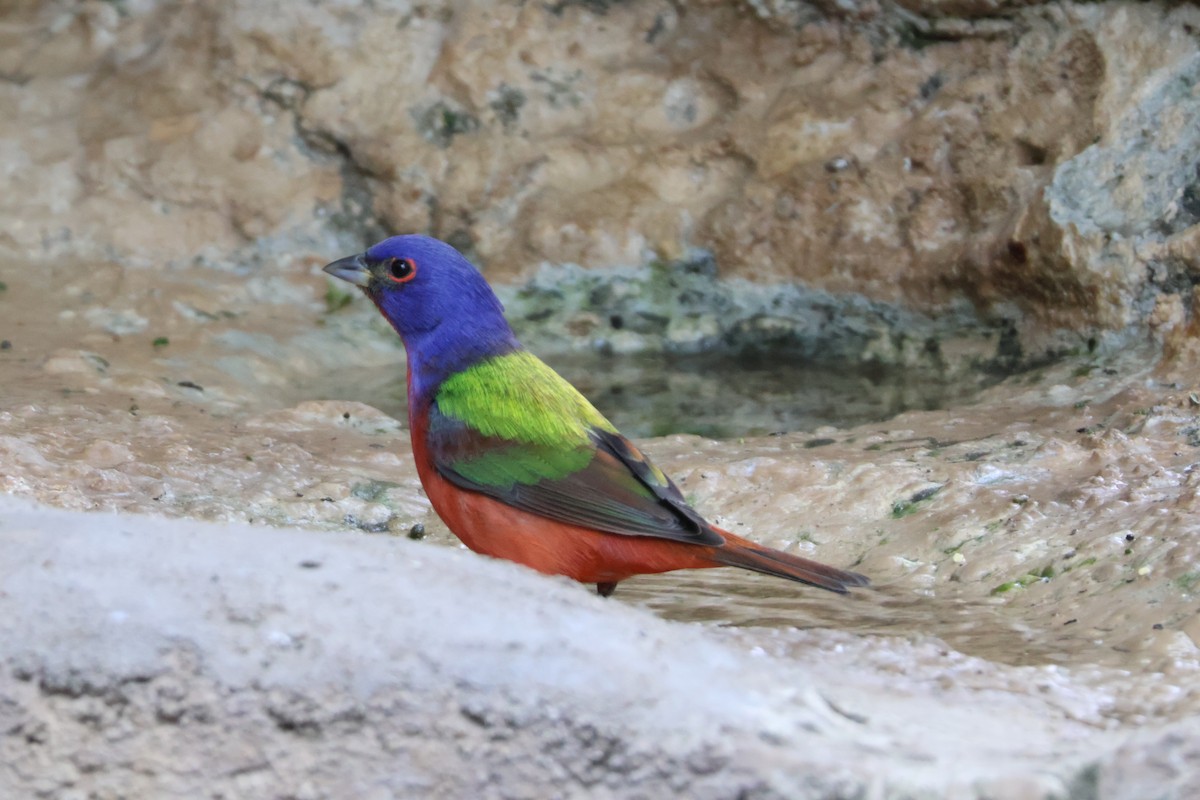 Painted Bunting - ML624002315