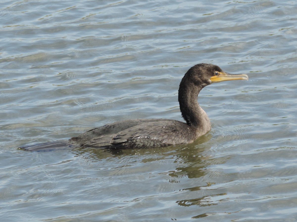 Double-crested Cormorant - ML624002316