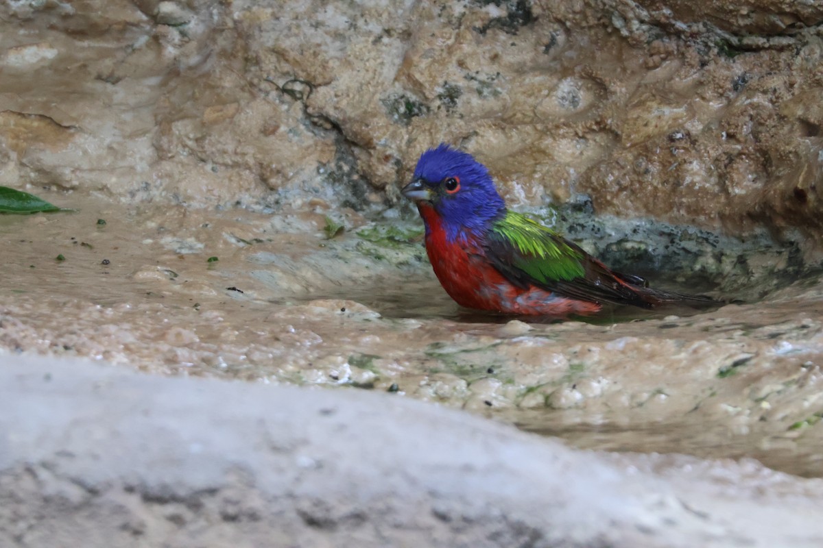 Painted Bunting - ML624002317