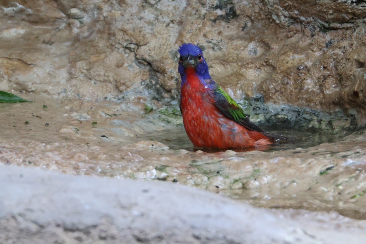 Painted Bunting - Julia Nadeau Gneckow