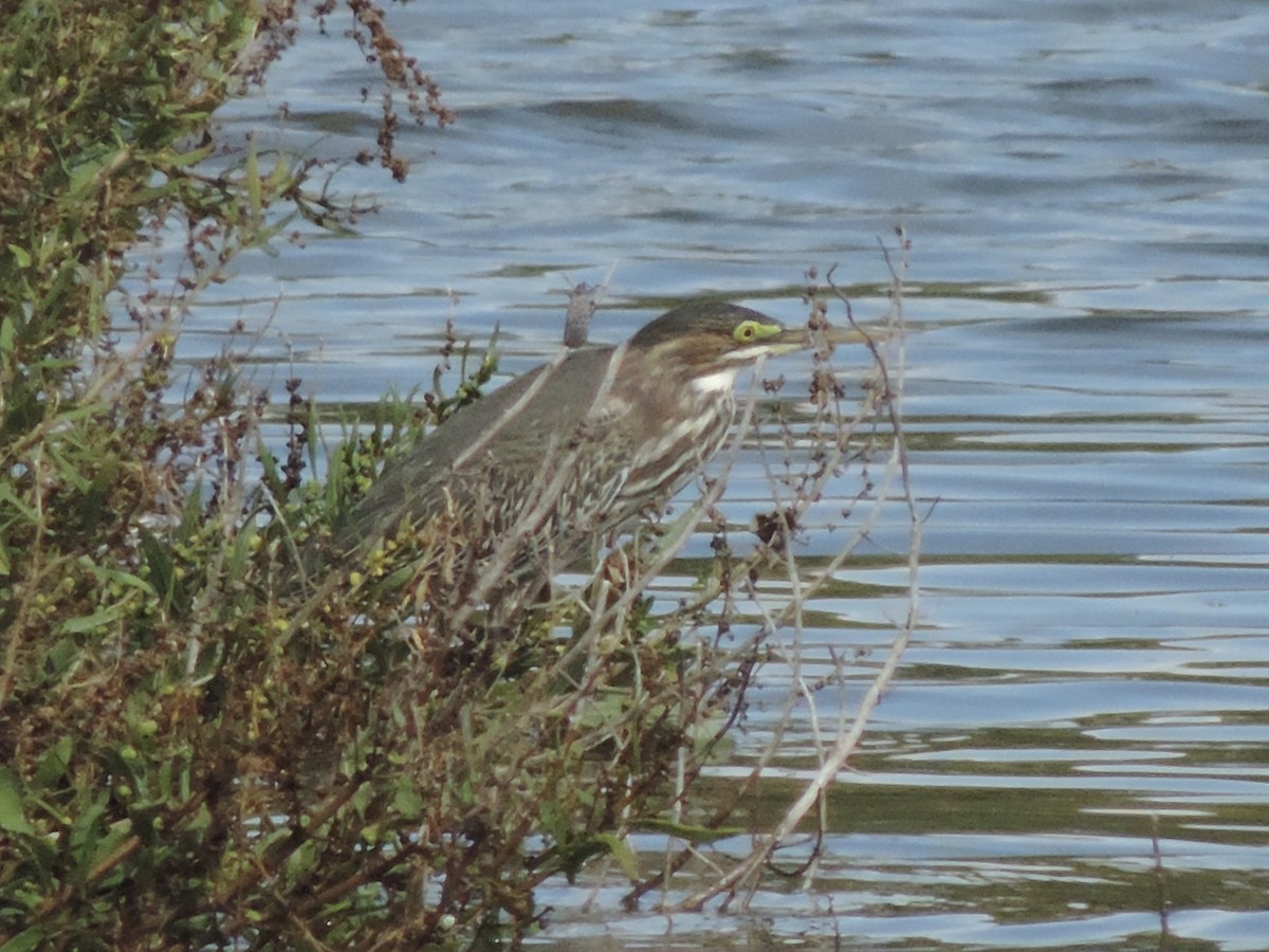 Green Heron - ML624002330