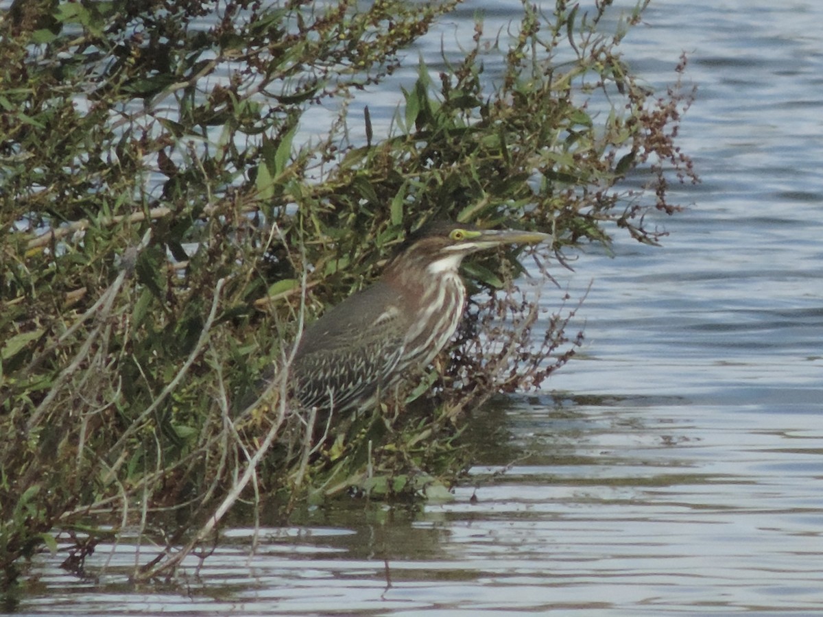 Green Heron - ML624002332