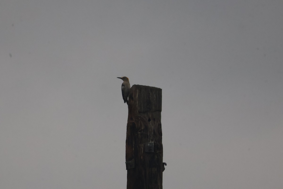 Golden-fronted Woodpecker (Northern) - ML624002346