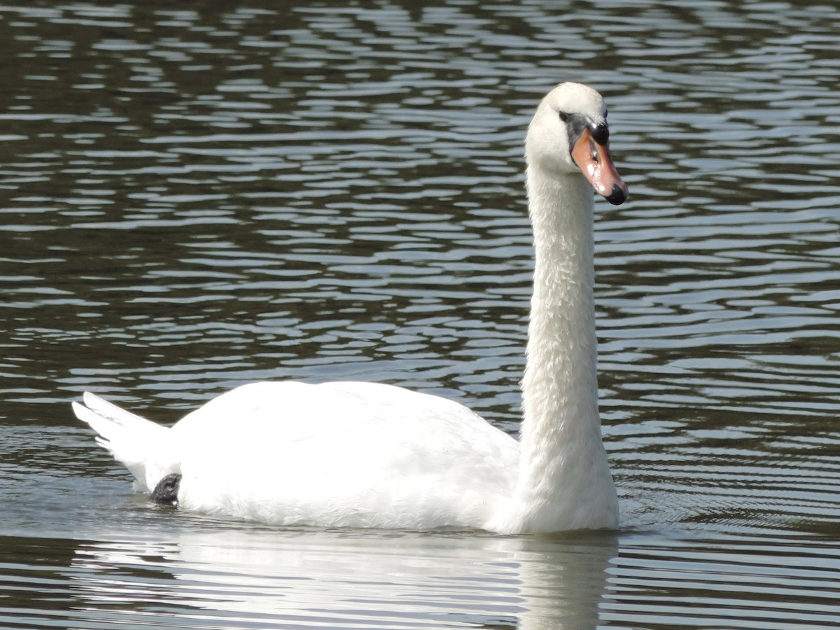 Cygne tuberculé - ML624002352