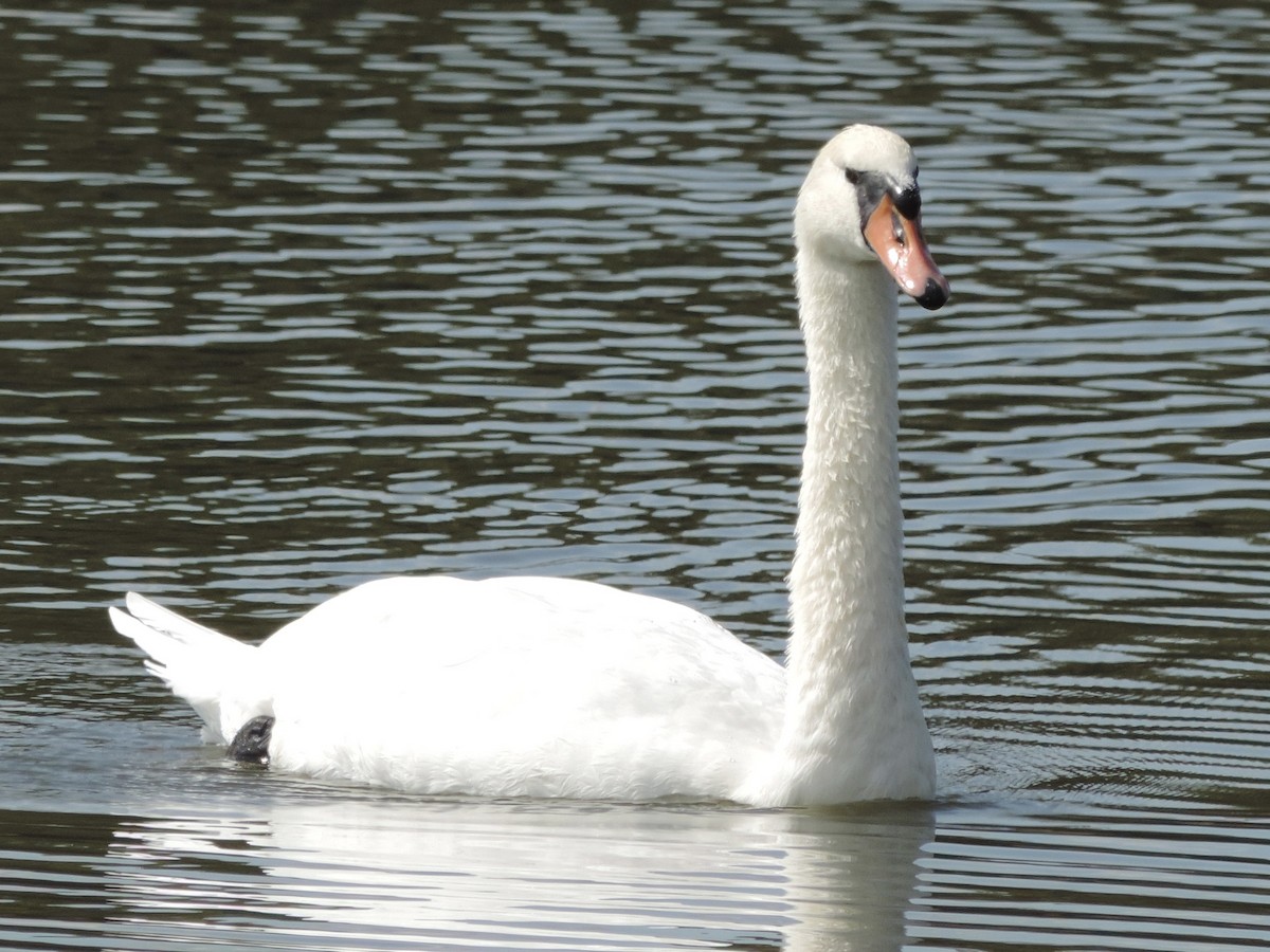 Mute Swan - ML624002352