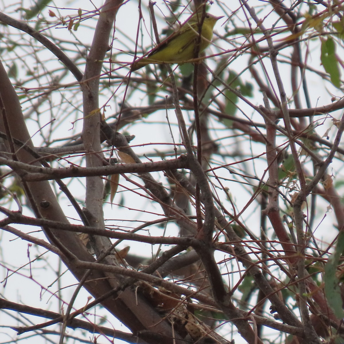 Yellow Warbler - ML624002357