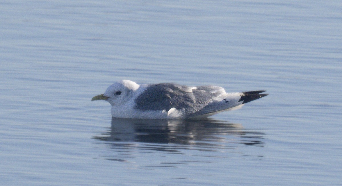 Black-legged Kittiwake - Howard Heffler