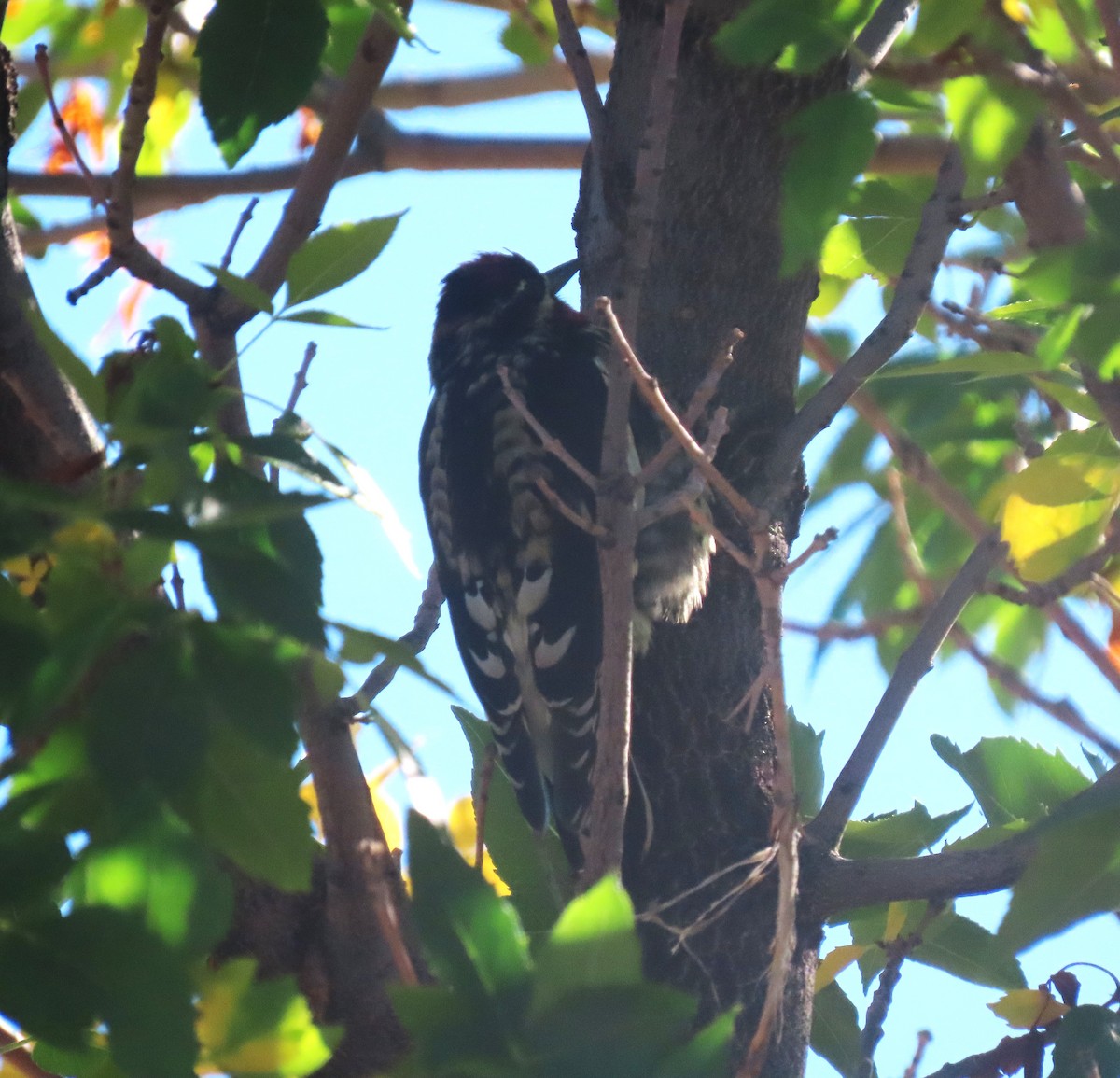 Red-naped Sapsucker - ML624002361