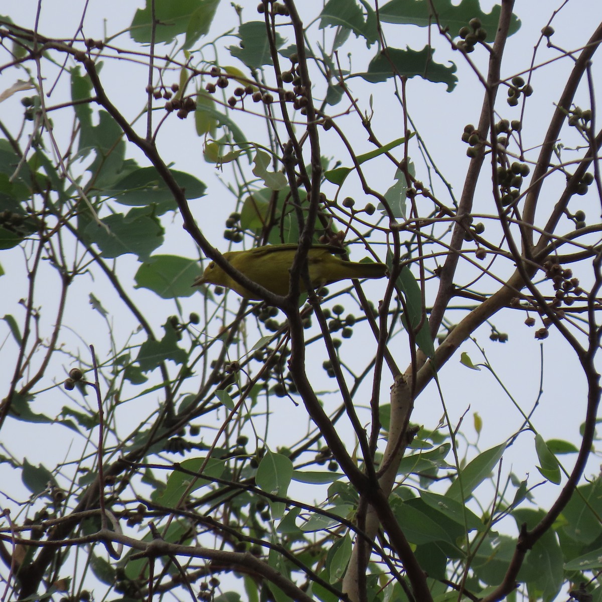 Yellow Warbler - ML624002382