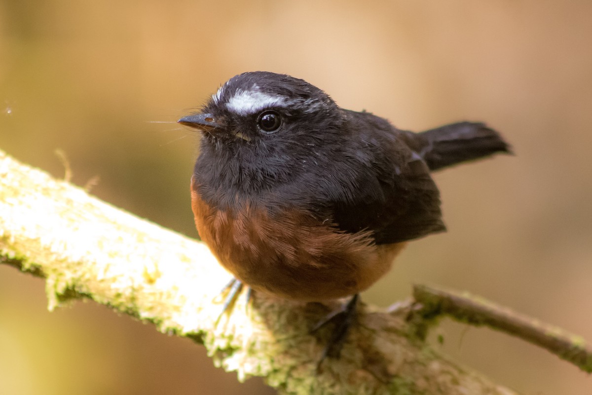 Chestnut-bellied Chat-Tyrant - ML624002387