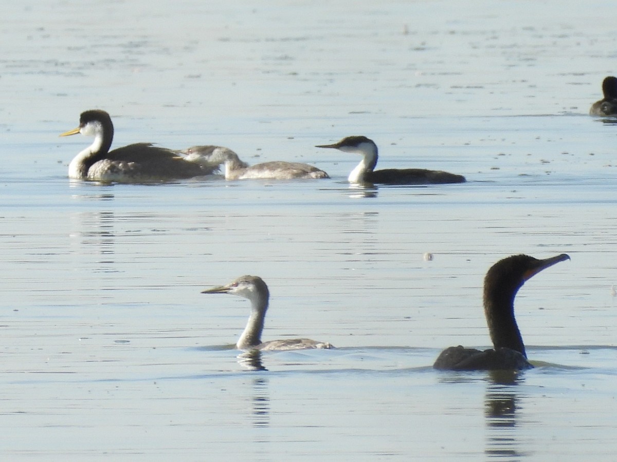 Western Grebe - ML624002392