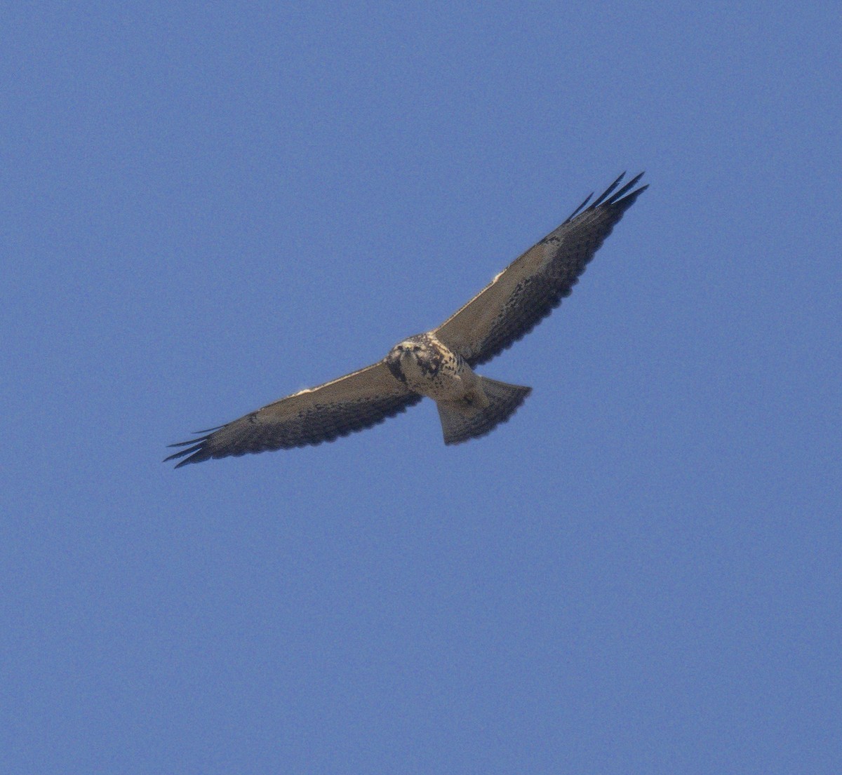 Swainson's Hawk - ML624002414