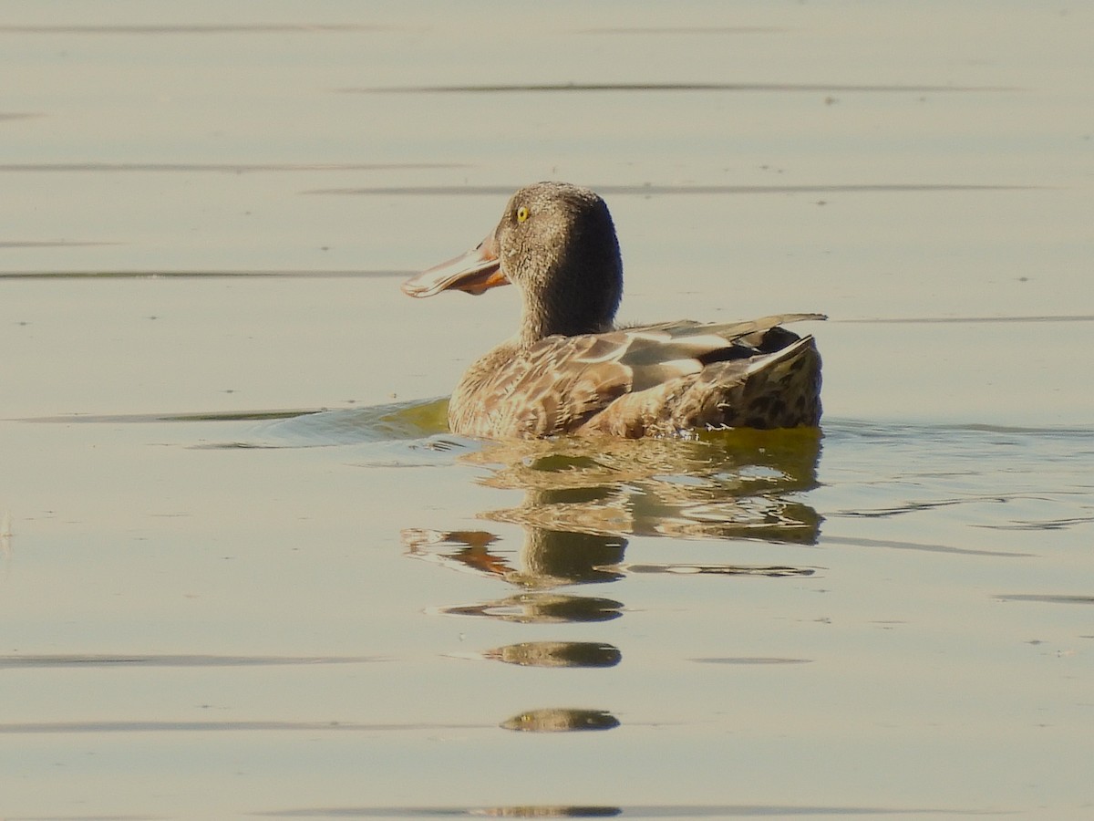 Northern Shoveler - ML624002418