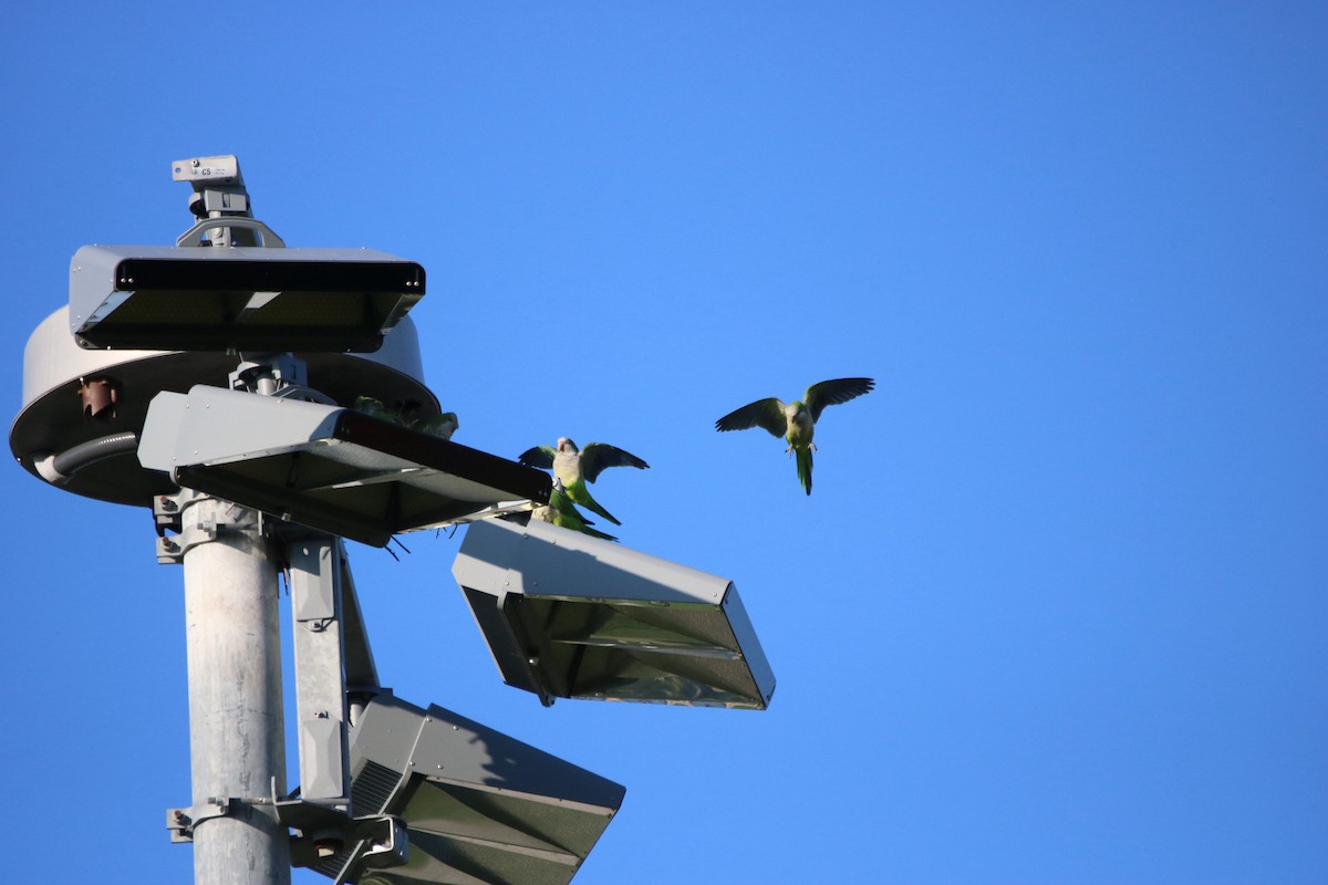 Monk Parakeet - ML624002426