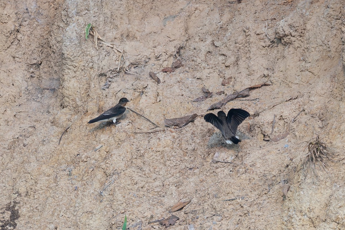 Southern Rough-winged Swallow - ML624002435