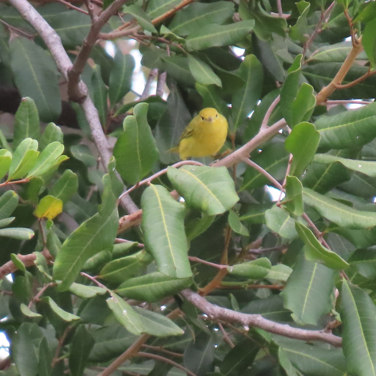 Yellow Warbler - ML624002441