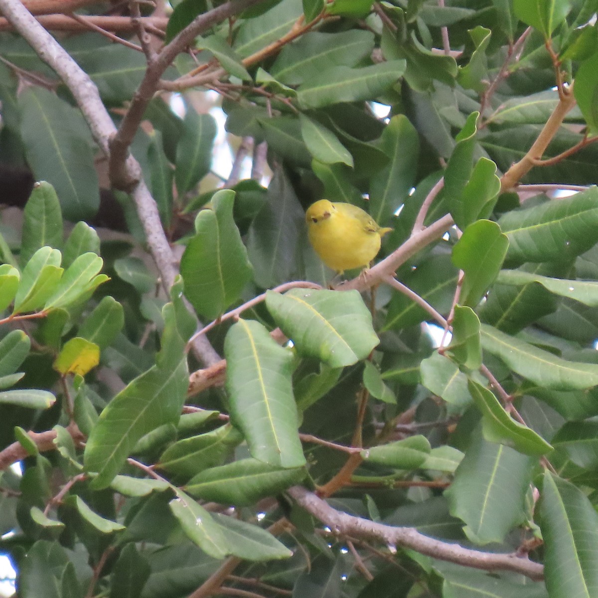 Yellow Warbler - ML624002443