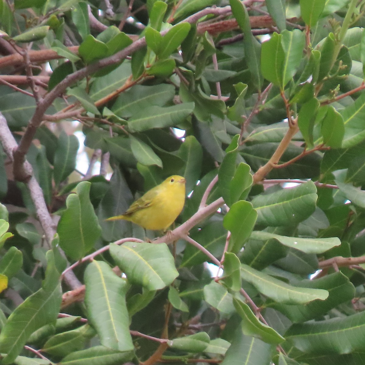 Yellow Warbler - ML624002445