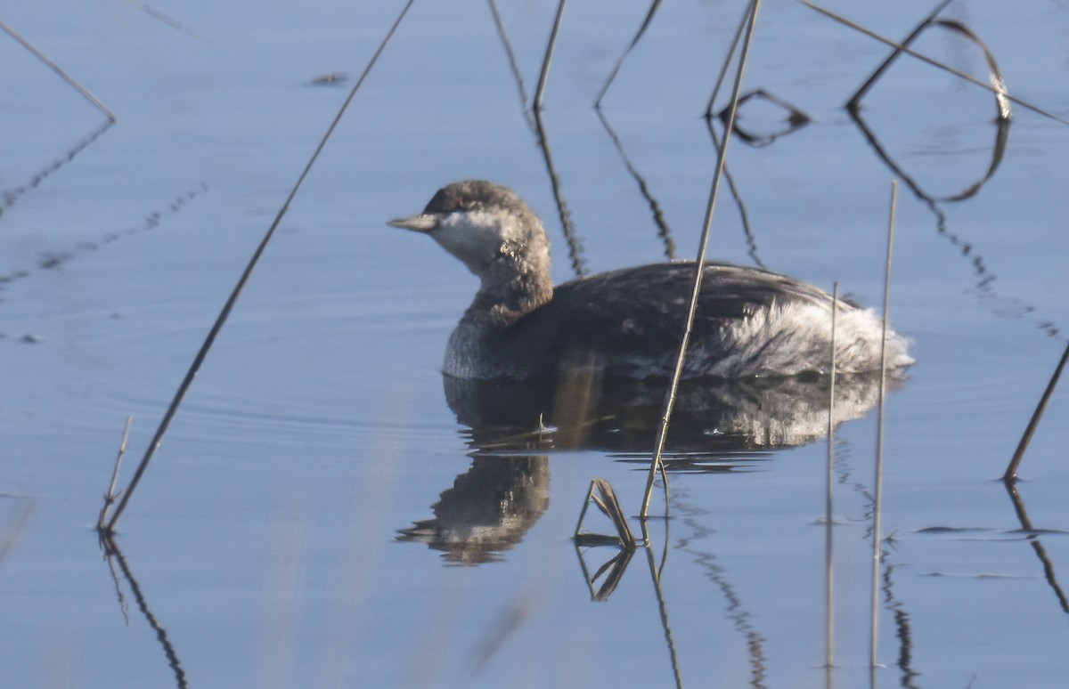 Eared Grebe - Howard Heffler