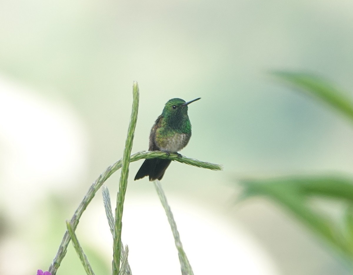 Snowy-bellied Hummingbird - ML624002455