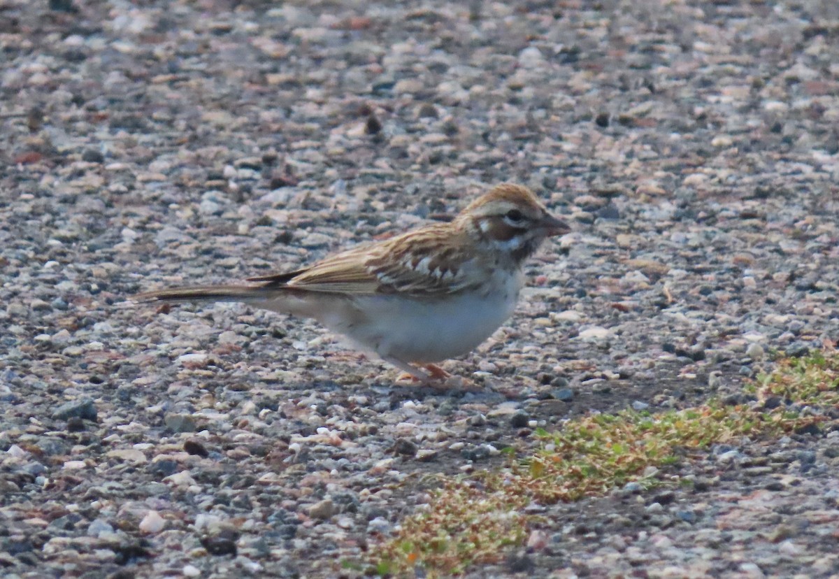 Lark Sparrow - ML624002456