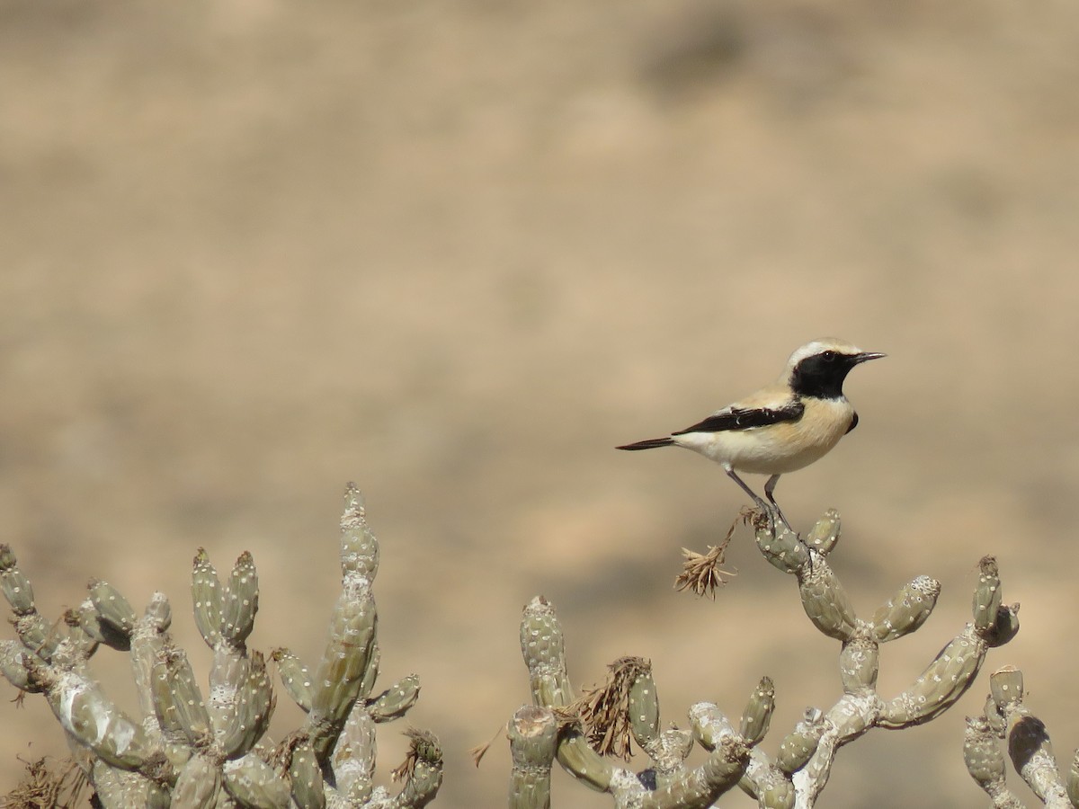 Desert Wheatear - ML624002458