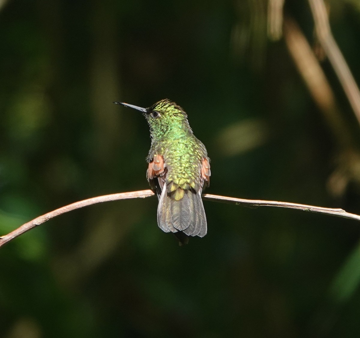 Stripe-tailed Hummingbird - ML624002466