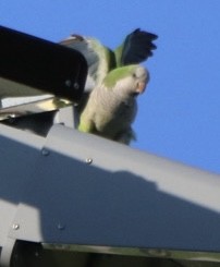 Monk Parakeet - Kelly Krechmer