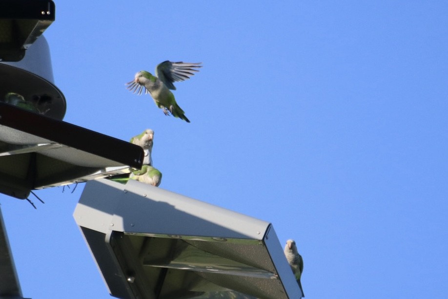 Monk Parakeet - ML624002475