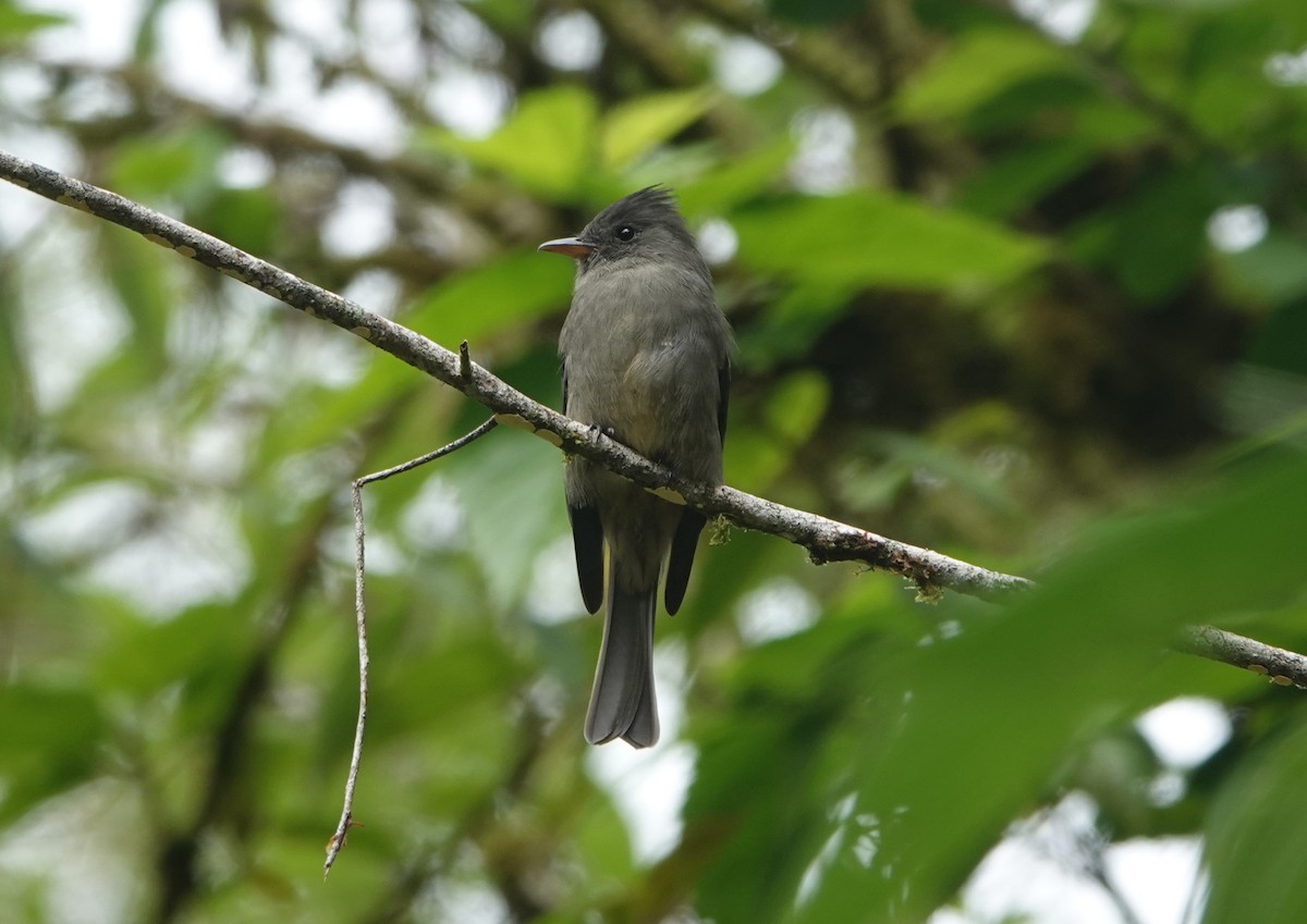 Dark Pewee - ML624002481