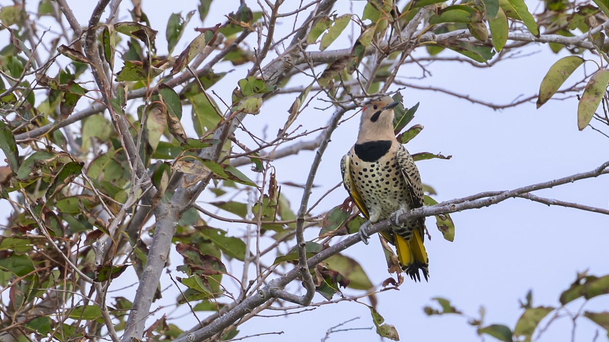 Northern Flicker - ML624002487