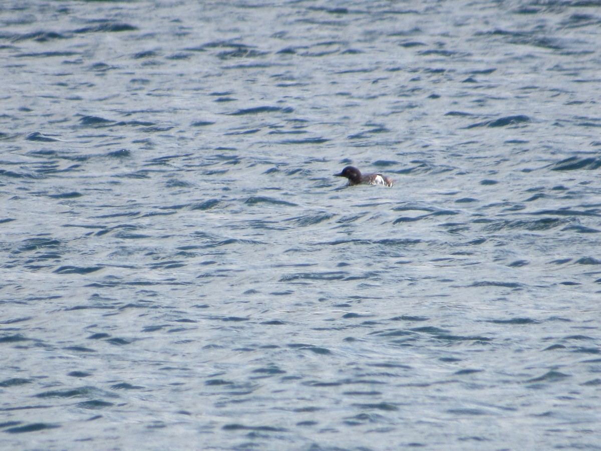 Pigeon Guillemot - ML624002495